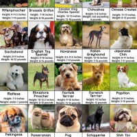 Small Dog Breeds Chart Weight