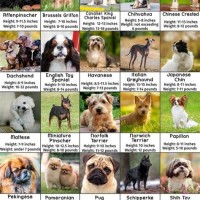 Small Dog Breeds Chart With Pictures