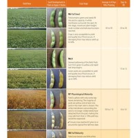 Soybean Maturity Group Chart