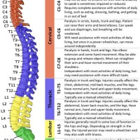 Spinal Cord Injury Levels Chart