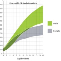 Sprague Dawley Growth Chart