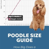 Standard Poodle Weight Chart In Kg