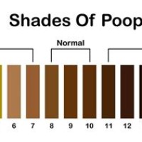 Stool Color Chart Human