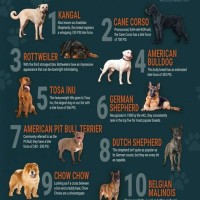 Strongest Dog Bite Chart