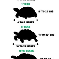 Sulcata Tortoise Age Size Chart