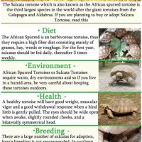 Sulcata Tortoise Growth Rate Chart