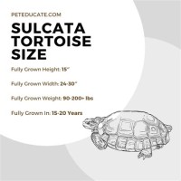 Sulcata Tortoise Size Chart