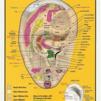 Tcm Auricular Acupuncture Chart