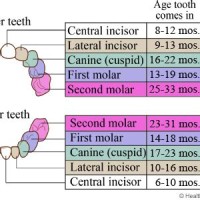 Teeth Falling Out Age Chart