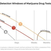 Thc Detection Time Chart