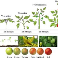 Tomato Plant Growth Chart