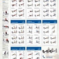 Total Body Gym Exercise Chart