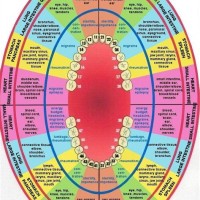 Traditional Chinese Medicine Tooth Chart