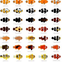 Types Of Clownfish Chart