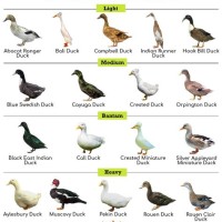 Types Of Ducks Chart Uk