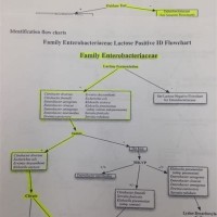 Unknown Bacteria Flow Chart