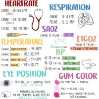 Veterinary Anesthesia Monitoring Chart