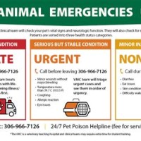 Veterinary Emergency Chart