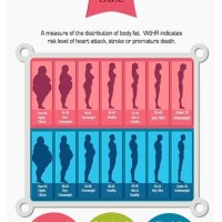 Waist Size And Weight Chart