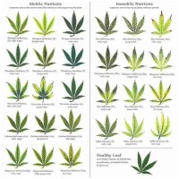 Weed Nutrient Deficiency Symptoms Chart