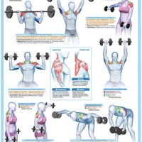 Weight Lifting Exercises Wall Chart