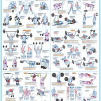 Weight Training Exercises Chart