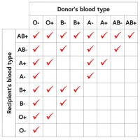 What Blood Type Can Donate To Who Chart