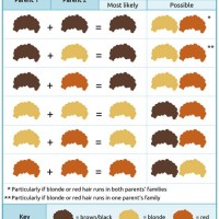 What Color Hair Will Baby Have Chart