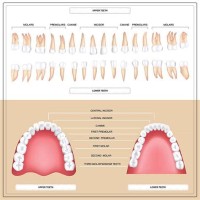 What Is The Purpose Of Dental Charting