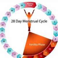 When Is A Woman Most Fertile Chart