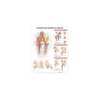 Wolters Kluwer Anatomical Chart Pany