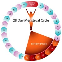 Women S Fertility Cycle Chart