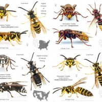 Yellow Jacket Identification Chart