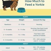 Yorkie Puppy Feeding Chart