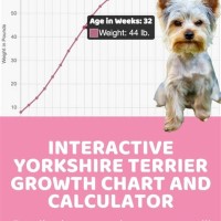 Yorkie Puppy Growth Chart Calculator