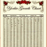 Yorkie Weight Chart Calculator