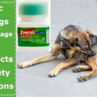 Zyrtec For Dogs Dosage Chart